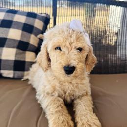 Sweet Pea - Apricot female Goldendoodle puppy in Social Circle, Georgia from Poppiedoodle Farms