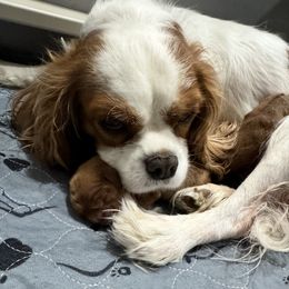 Cavalier King Charles Spaniel puppies from Card’s Cavaliers