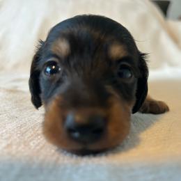 Brady - Black and tan male Dachshund puppy in Sebring, Florida from Mini Weenies