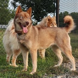 Eevee - Siberian Husky