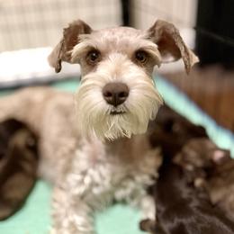 Mocha - Miniature Schnauzer