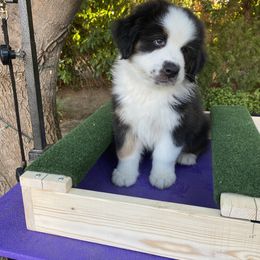 Australian Shepherd Puppies from Luna Lane Aussies