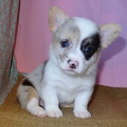Australian Cattle Dog and Pembroke Welsh Corgi Puppies from Heelers in Texas