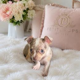 Pixie - Merle female Chihuahua puppy in Ozone Park (Queens), New York from Petite Pups LLC