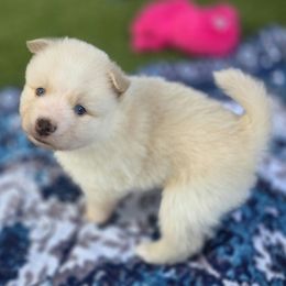 Leonardo - White male Pomsky puppy in Fredericksburg, Virginia from Purely Pomskies