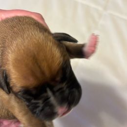 Girl 2 - Boxer puppy from Plank Trail Boxers plainville