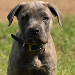 Boy 7 - Cane Corso puppy from Willow Creek Cane Corsos