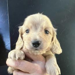 Crackle - Cream male Dachshund puppy in Bigfork, Minnesota from Dachshunds Up North