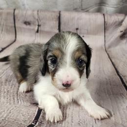 Laney - Dapple female Dachshund puppy in Anaconda, Montana from Williams Family Dachshunds