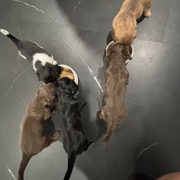 Dachshund Puppies from TS Dachshunds