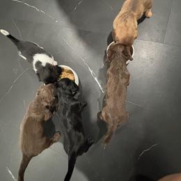 Dachshund Puppies from TS Dachshunds