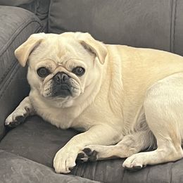 Lola - Pug