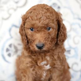 Clover - Red  female Poodle puppy in Laveen, Arizona from Nystrom Clan Pups