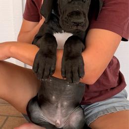 Franklin - Black male Great Dane puppy in Plano, Texas from Blue Thunder Danes