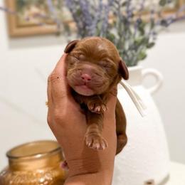 Pluto - Caramel red male Australian Labradoodle puppy in Palmdale, California from Pixie Doodle Paws