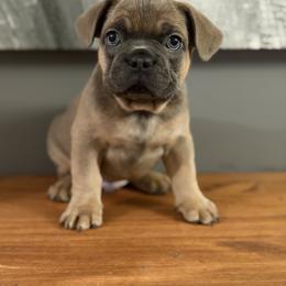 French Bulldog Puppies from Frenchies That