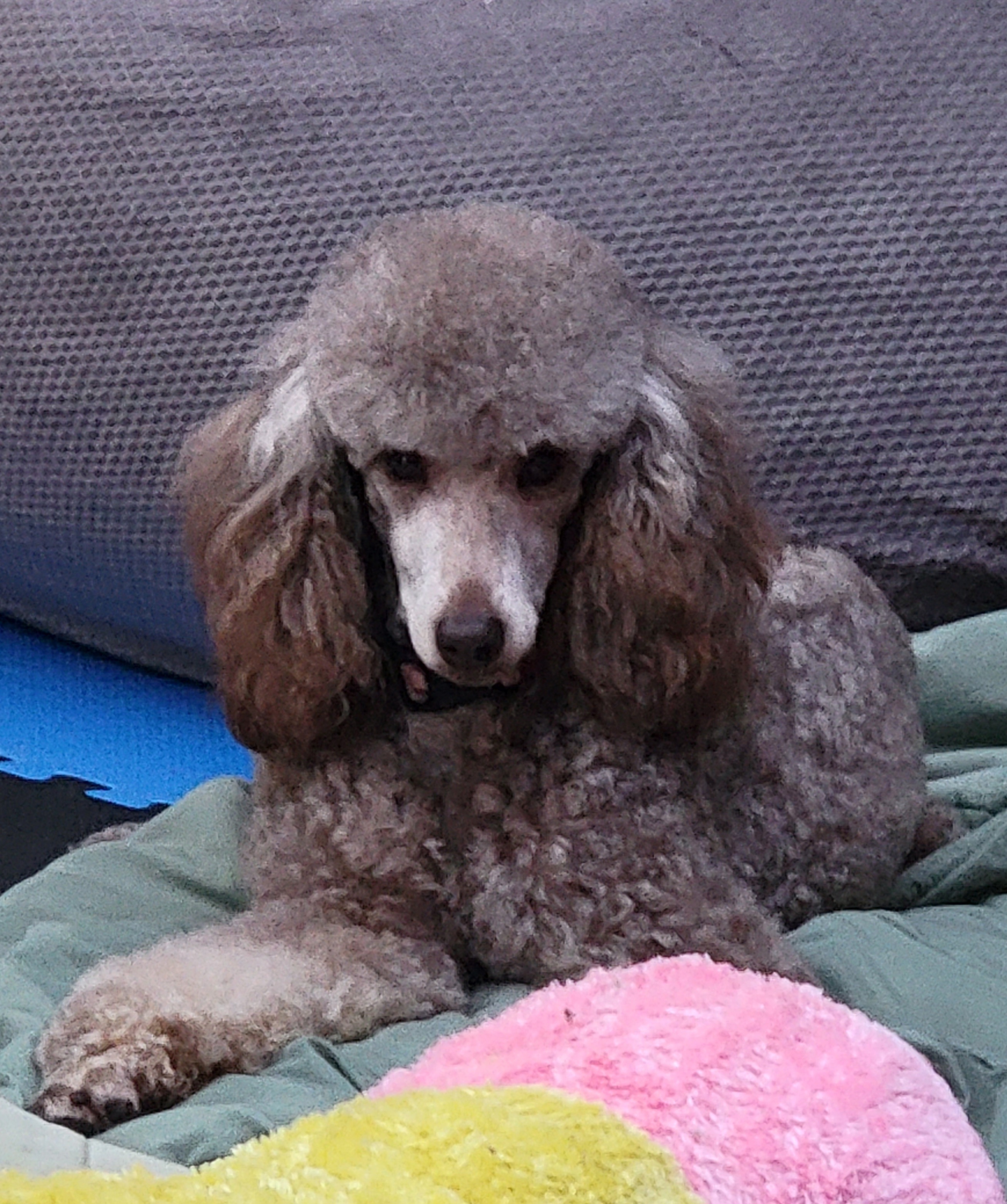 Reese - Poodle