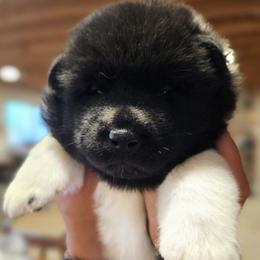AKC Raiden - Black male Akita puppy in Tombstone, Arizona from WeVolution Off-Grid