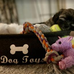 Havanese, Havapoo, and Poodle Puppies from Parlor Pups