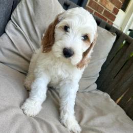 Cottontail - Parti male Goldendoodle puppy in Taylorsville, North Carolina from Doggone Dixie Doodles