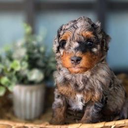 Lenny - Blue merle male Aussiedoodle puppy in Saint Cloud, Florida from Jagged Oaks Farm
