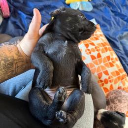 Queso - Black and white male Xoloitzcuintli puppy in Manitowoc, Wisconsin from Wonderland Kennel