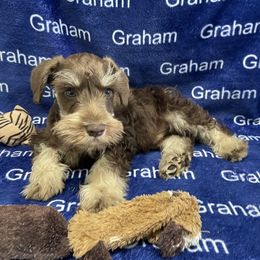 AKC Black collar - Liver male Miniature Schnauzer puppy in Comer, Georgia from Water Oak Farm