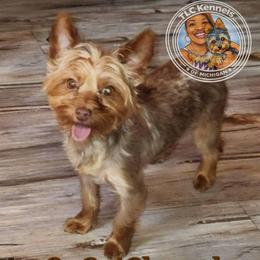 CoCo - Yorkshire Terrier