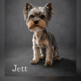Jett - Yorkshire Terrier