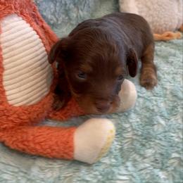 Red Phantom M2 - Red phantom male Aussiedoodle puppy in Bee Branch, Arkansas from Scroggins Creek Doodles