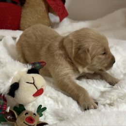 Buck - Dark golden male Golden Retriever puppy in Seville, Ohio from Retriever Ranch