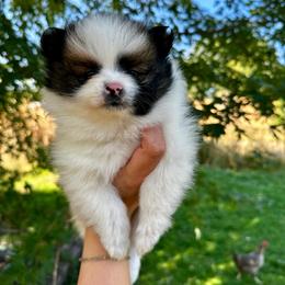 Rey - Black and tan parti female Pomeranian puppy in New Plymouth, Idaho from Pawdawan Poms