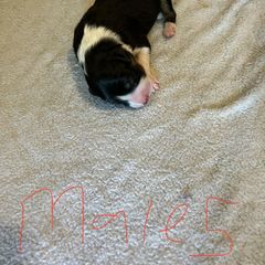 Boy 1 - Sporty Mix puppy in Lewisburg, Tennessee from Mid TN aussies
