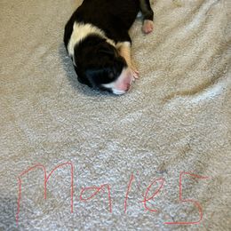 Boy 1 - Sporty Mix puppy in Lewisburg, Tennessee from Mid TN aussies