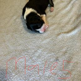 Boy 1 - Sporty Mix puppy in Lewisburg, Tennessee from Mid TN aussies