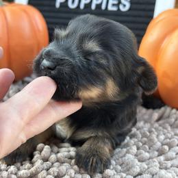 Opal - Black and gold female Shorkie puppy in Charleston, West Virginia from Mountain State Puppies