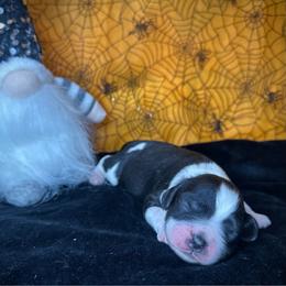 Lance - Black and white male Cockapoo puppy in Placerville, California from Rpuppies