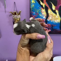 Chihuahua Puppies from King Chihuahuas