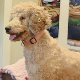 Goldendoodles and Poodles from Greg Ridgeway