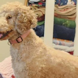 Goldendoodles and Poodles from Greg Ridgeway