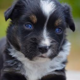 BTF-2 - Black tri female Miniature American Shepherd puppy in Baker City, Oregon from Back Country Aussies