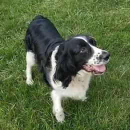 English Springer Spaniels from Jo's Gems Springer