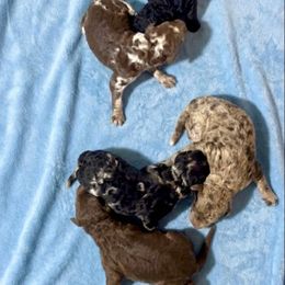 Male 1 - Merle male Goldendoodle puppy in Sterling, Connecticut from Justine’s Retrievers and Doodles