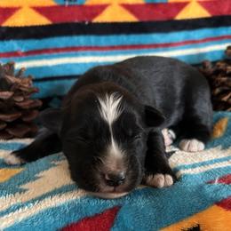 Cruiser - Black tri male Miniature Australian Shepherd puppy in Lebanon, Oregon from Two Pines Mini Aussies