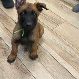 Belgian Malinois Puppies from Zion Malinois