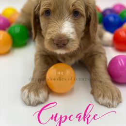 Goldendoodle Puppies from Dapper Doodles of Tennessee