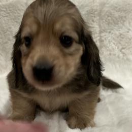 Milo - Cream male Dachshund puppy in Charleston, Illinois from Gooddach’s Dachshunds
