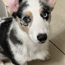 Cardigan Welsh Corgi puppies from Spots and Sploots
