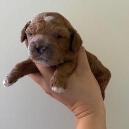 Georgie - GW - Buff and white female Cockapoo puppy in Egg Harbor City, New Jersey from Grace Given Cockapoos (GGC)