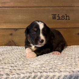 Wish - Black tri-color female Australian Shepherd puppy in Kearney, Nebraska from Helix Aussies